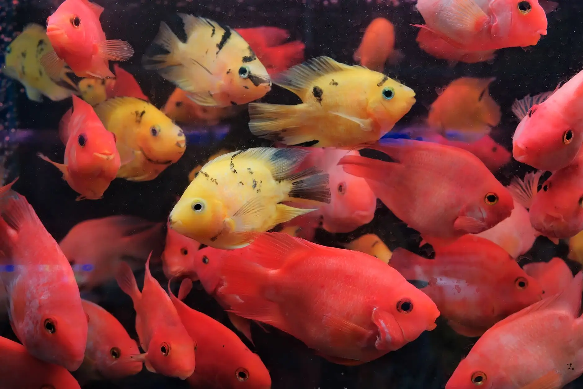 锡纸与烘焙纸在餐饮包装中的性能对比及应用选择